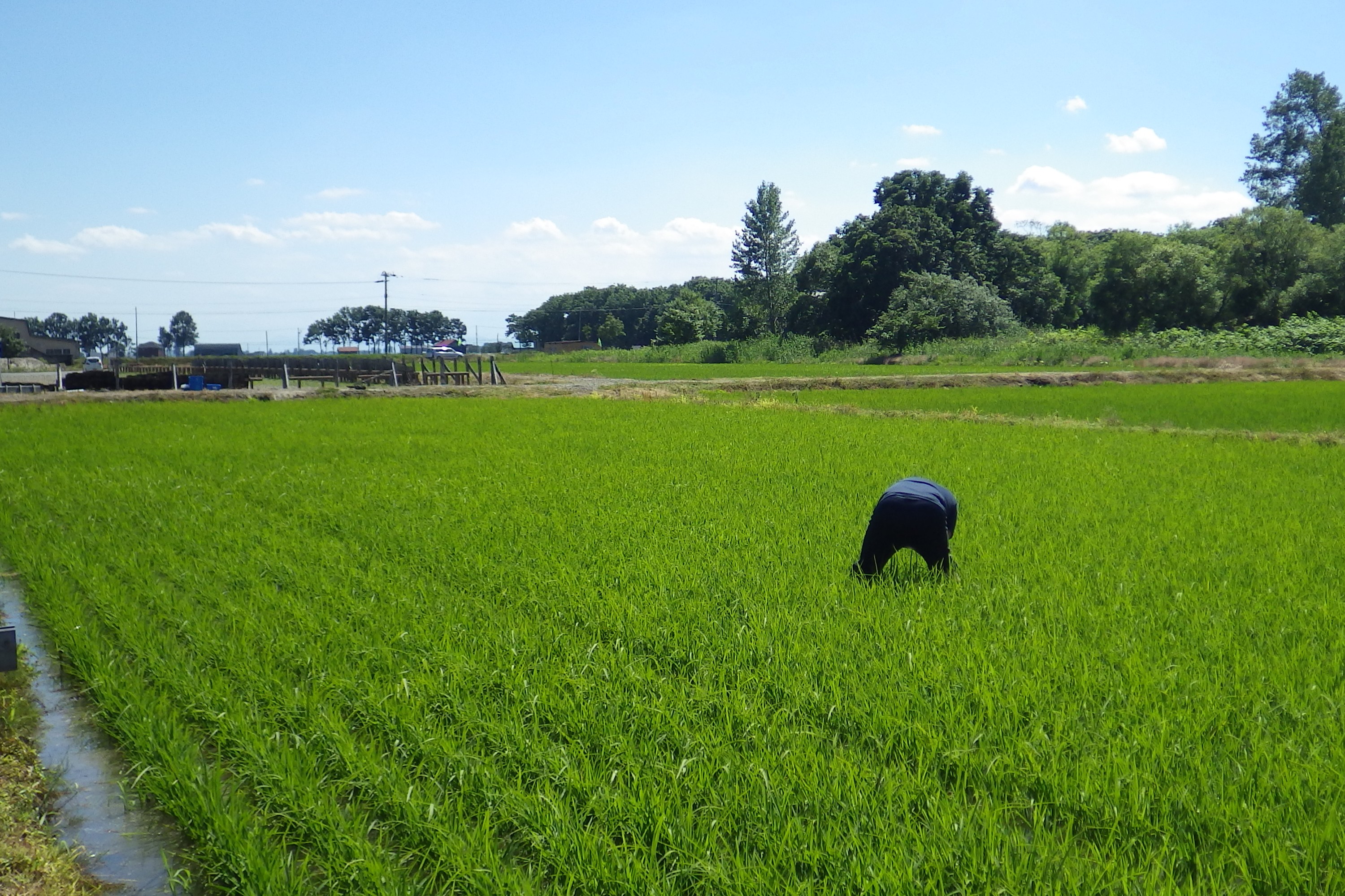 (日本語) 2015.07.08 宮島沼観測　総移動距離：205 km