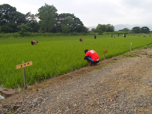 (日本語) 2014.07.06 宮島沼観測&雑草抜き・肉まん作り 総移動距離:310 km