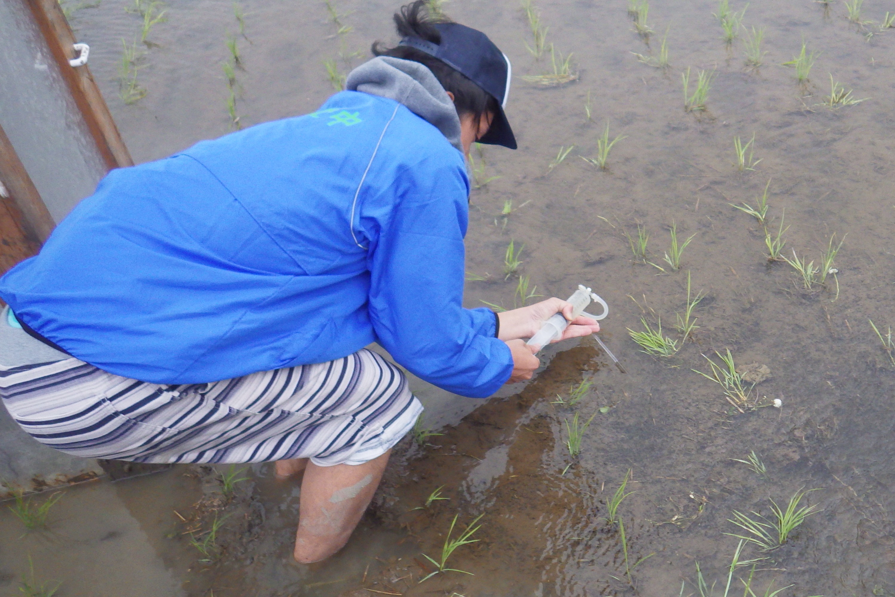 (日本語) 2017.06.04 宮島沼観測・田植え